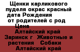 Щенки карликового пуделя окрас красный дата Рождения 20.02.18.от родителей с род › Цена ­ 10000-15000 - Алтайский край, Заринск г. Животные и растения » Собаки   . Алтайский край